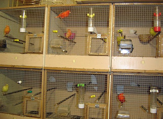 /img/Breeding_cages_R-540x396.jpg