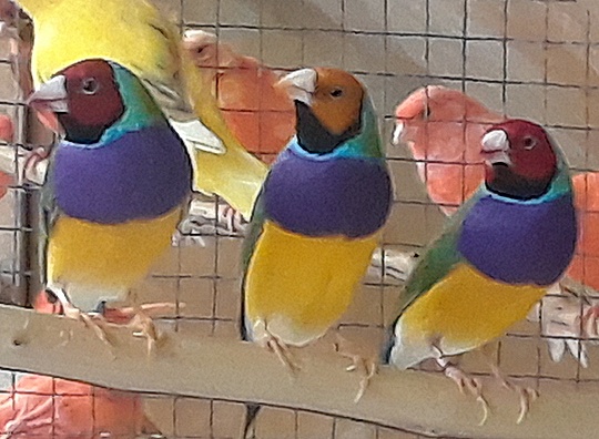 /img/Gouldians-125_R-540x396.jpg