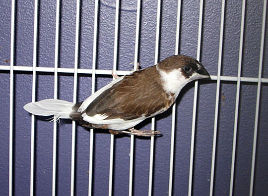 /img/Society_finch_R-540x396.jpg