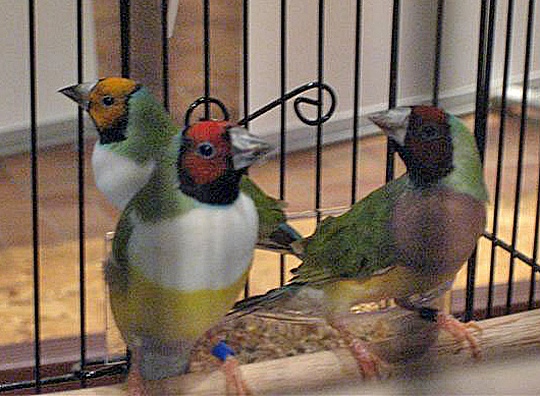 DAVE'S BIRDS