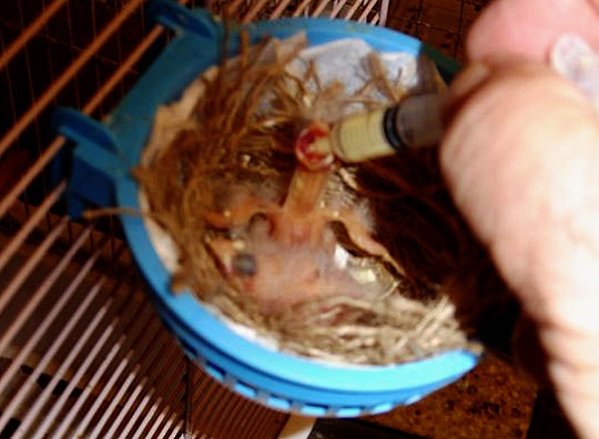 /img/feeding_chicks_R-540x396.jpg
